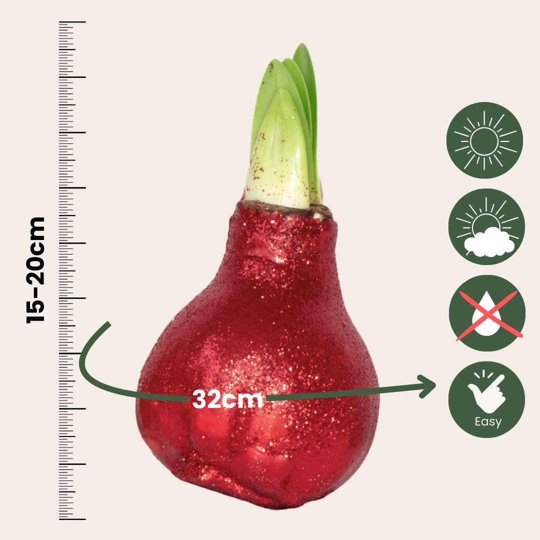 Amarilis - 3 Pzs - Hippeastrum 'glitter Mix' - Bulbo De Flor - Rojo_2