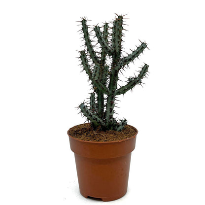 Euphorbia Aeruginosa Cactus Y Suculentas M8,5 Ø