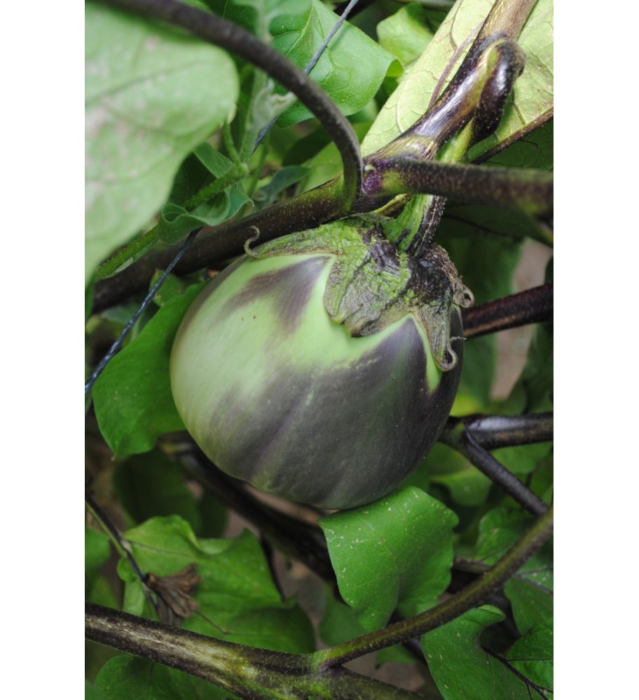 Plantón Berenjena Ciezana (pinchosa) (10 Unidades)_0