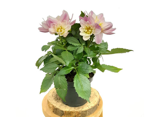 Dahlia M13 45cm_0