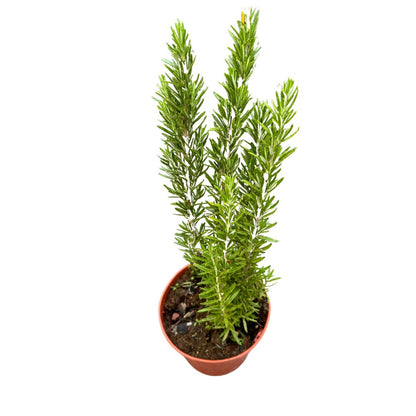 Romero Alto Planta Aromática Y Medicinal (rosmarinus Officinalis) Maceta 14cm_0