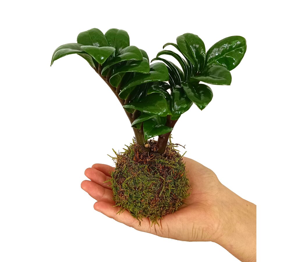Kokedama Micro Zamioculca_0