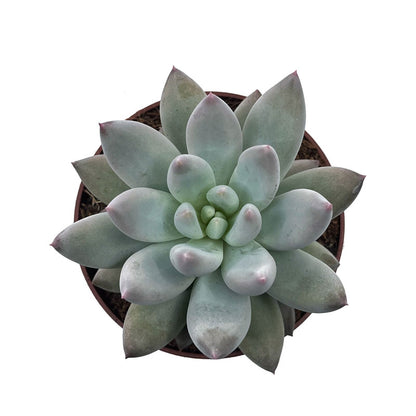 Pachyveria 'krakatoa' Cactus Y Suculentas M8,5 cm Ø_1