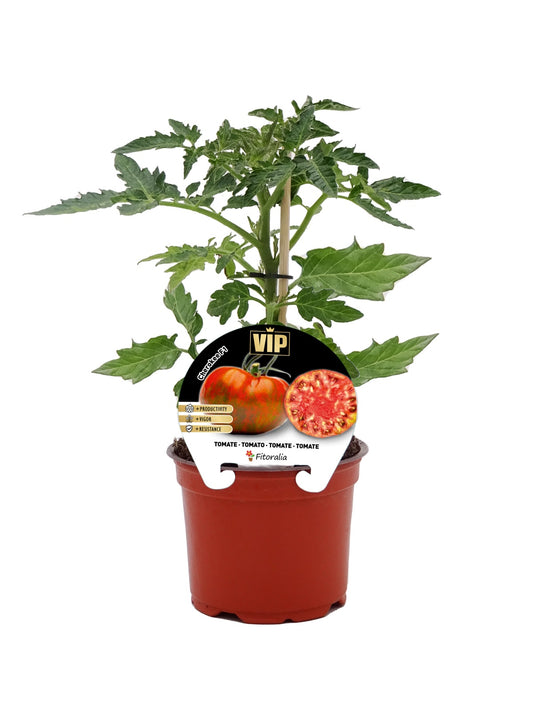 Plantón Tomate Cherokee En Maceta De 12 Cm. Natural – Fitoralia_0