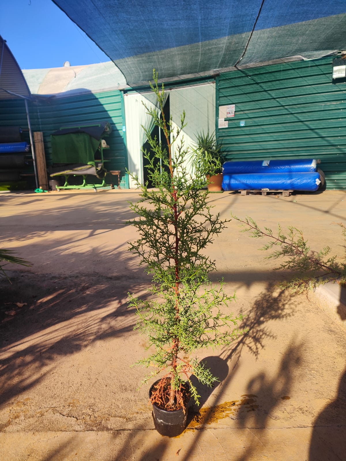 Cipres Sempervirens Maceta_1