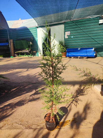 Cipres Sempervirens Maceta