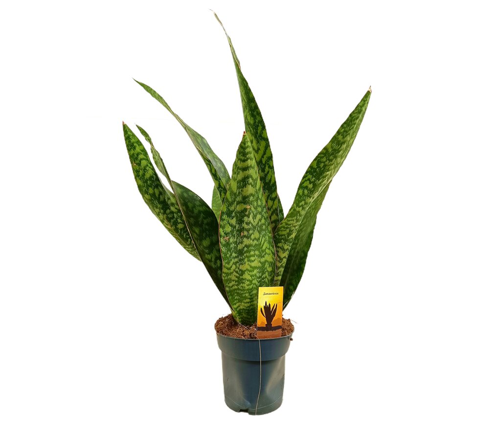 Sansevieria Dragon M17
