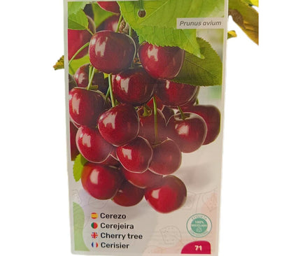 Cerezo Picota M25 120-150cm_0