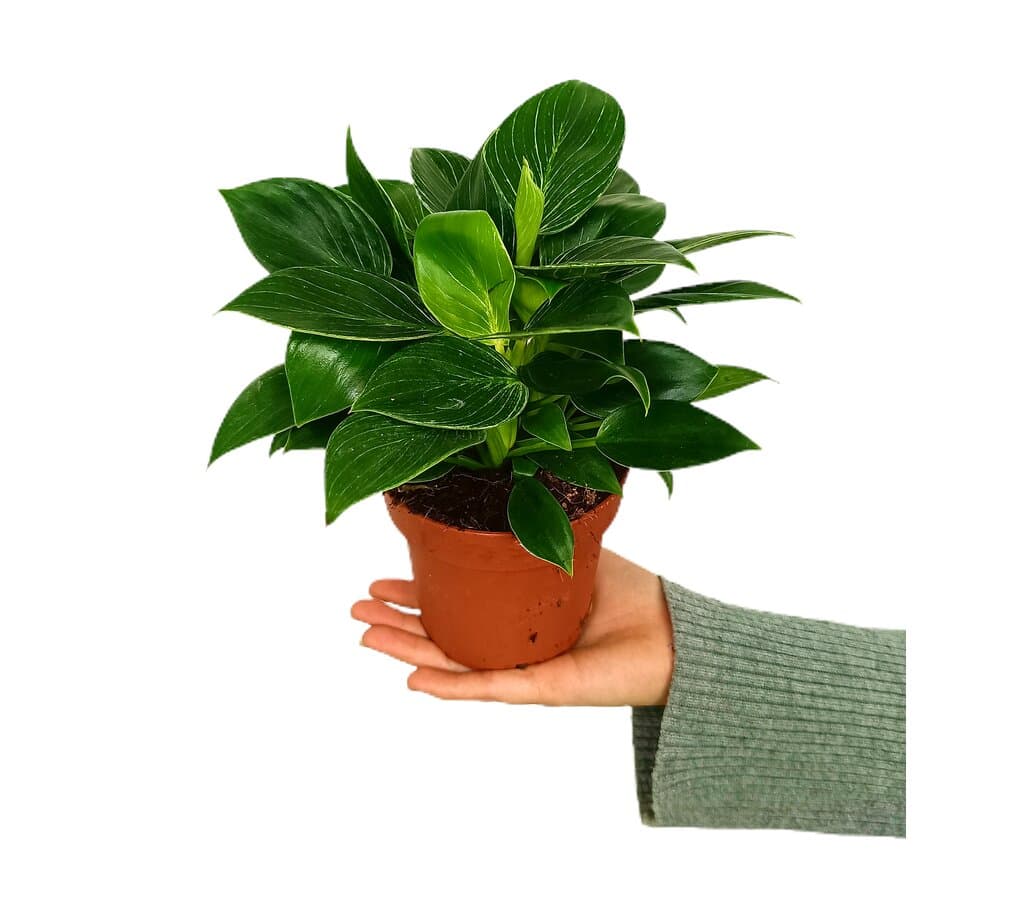 Philodendron White Birkin M12 25cm_0