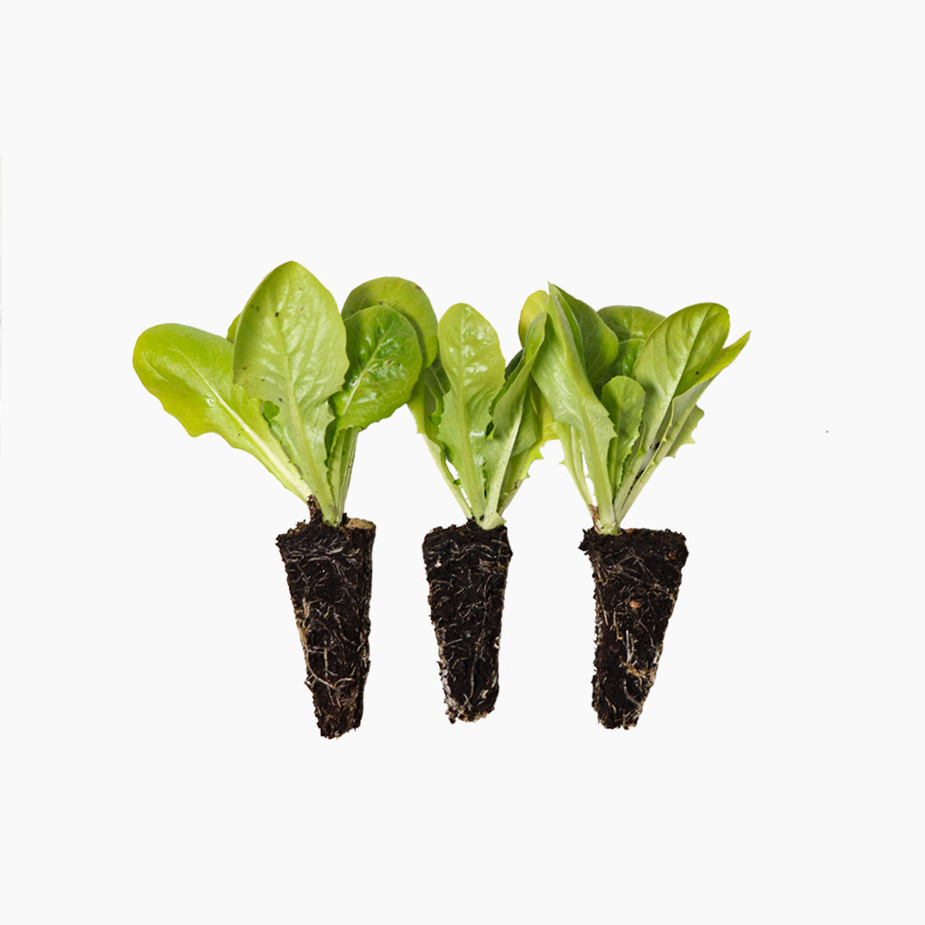 Plantón Lechuga Cogollo - PlantaBo
