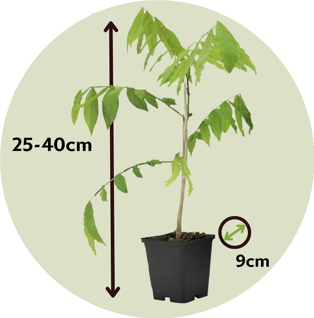 Glicinia China - 3 Pzs - Wisteria Sinensis - Altura 25-40cm - ⌀9cm_2