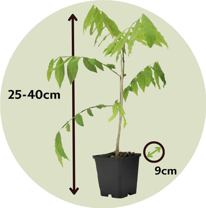 Glicinia China - 3 Pzs - Wisteria Sinensis - Altura 25-40cm - ⌀9cm_2