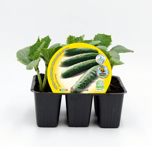 Pack Plantones Pepino 6 Ud. Natural - Fitoralia
