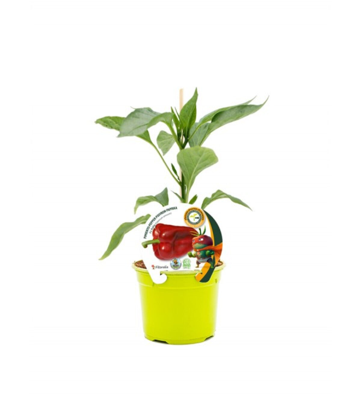 Plantón pimiento Lamuyo injertado en maceta 12 cm. natural - Fitoralia_0