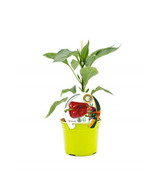 Plantón pimiento Lamuyo injertado en maceta 12 cm. natural - Fitoralia_0