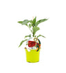 Plantón pimiento Lamuyo injertado en maceta 12 cm. natural - Fitoralia
