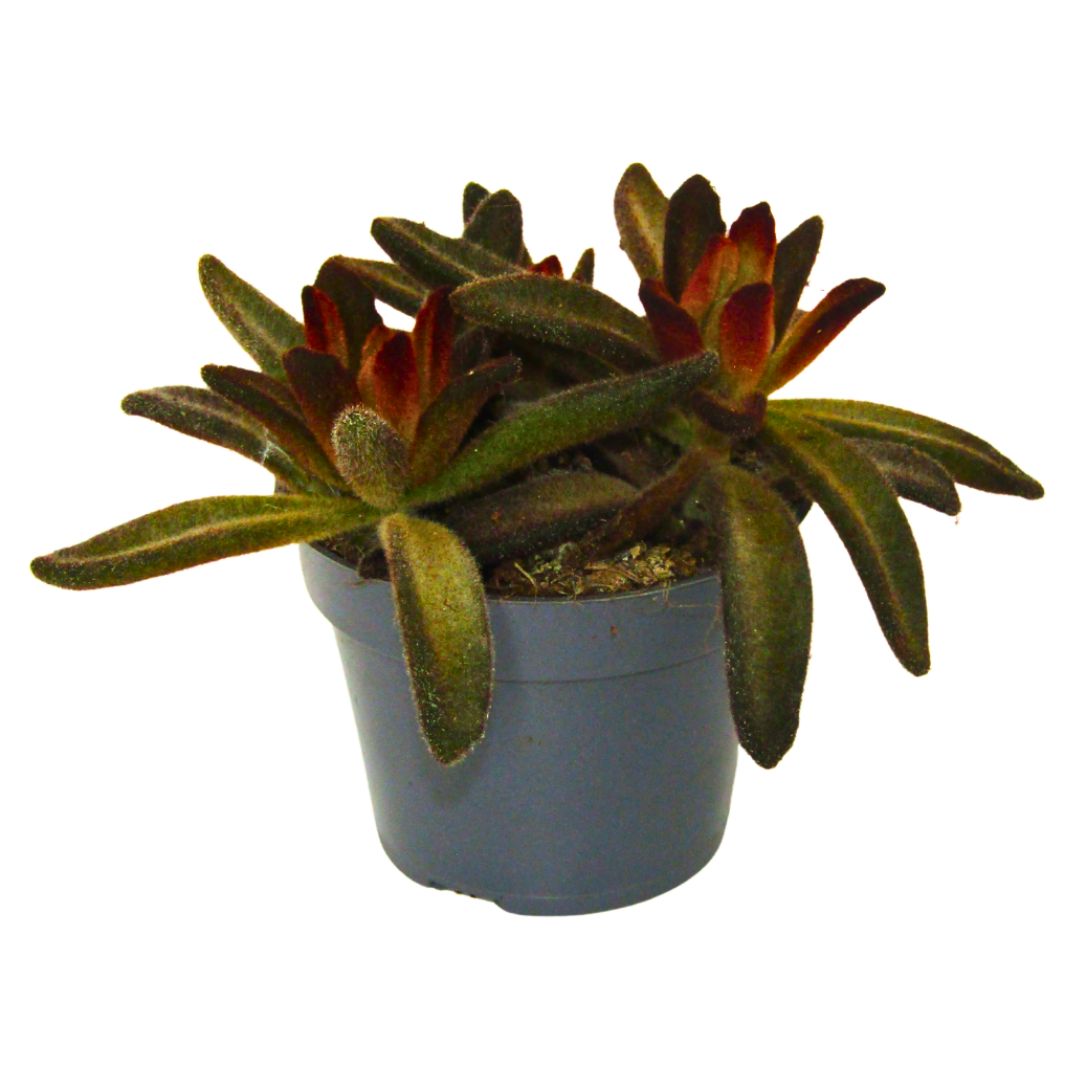 Kalanchoe Tormentosa Rubra Planta Suculenta De Hojas Rojizas Para Interiores_0