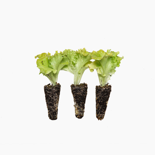 Plantón Lechuga Lollo Bionda 3 Unidades - PlantaBo_0