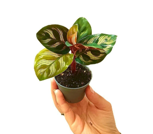 Calathea Makoyana M6_0