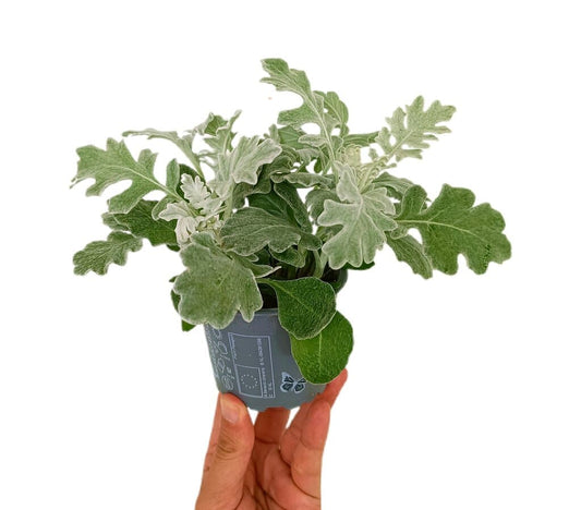 Senecio Marítima M9 15cm_0