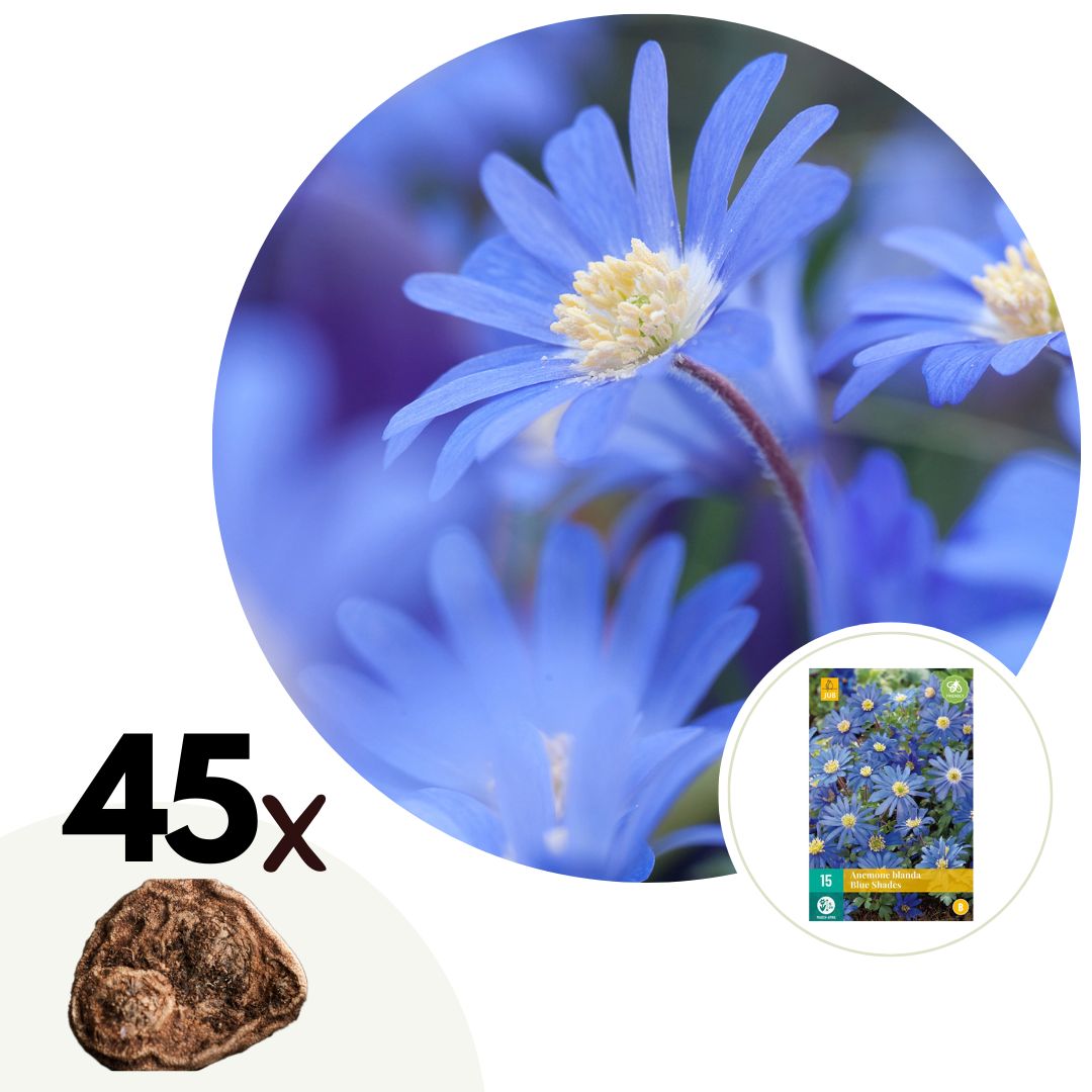 Anémona Grecia Azul - 45 Pzs - Anemone 'blue Shades' - Bulbos De Flores - Azul_0