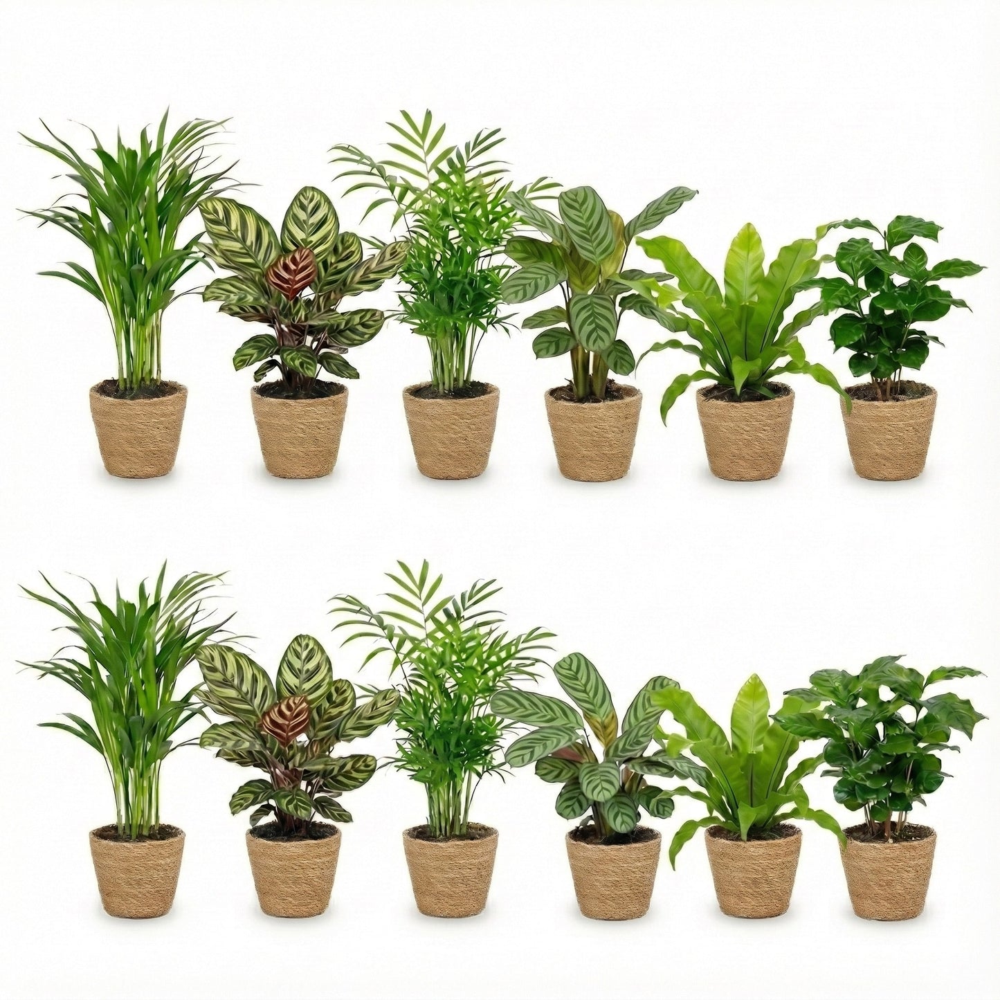 Plantas Purificadoras Con Cesta - Set 12 - Ø12 Cm - 30-40 Cm_0