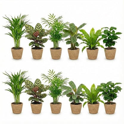 Plantas Purificadoras Con Cesta - Set 12 - Ø12 Cm - 30-40 Cm_0