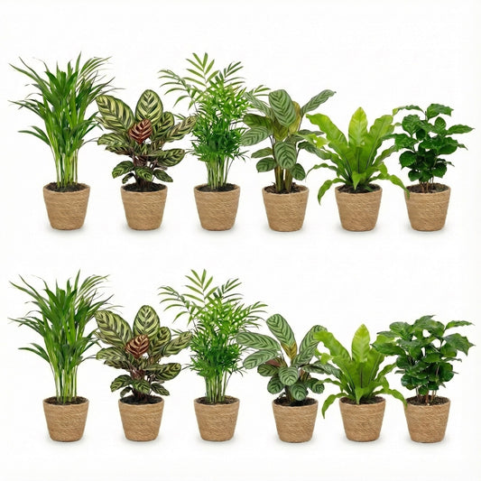 Plantas Purificadoras Con Cesta - Set 12 - Ø12 Cm - 30-40 Cm_0