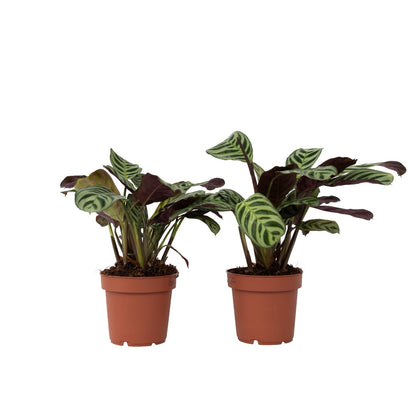 Planta De Oración - 2 Pzs - Ctenanthe 'amagris' - Altura 20-30cm - ⌀12cm