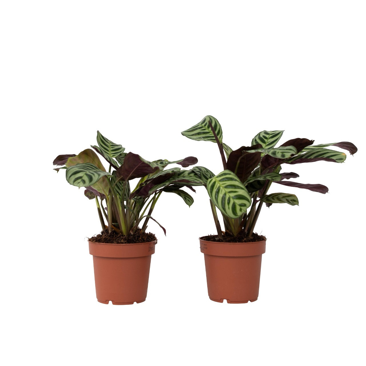 Planta De Oración - 2 Pzs - Ctenanthe 'amagris' - Altura 20-30cm - ⌀12cm_0