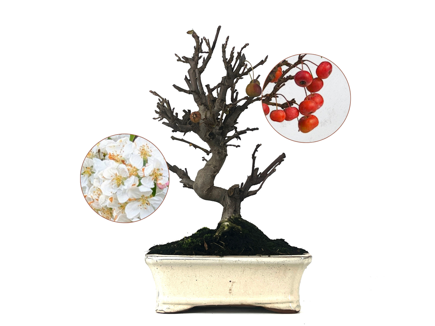 Bonsái Malus – Manzano 10 Años_0