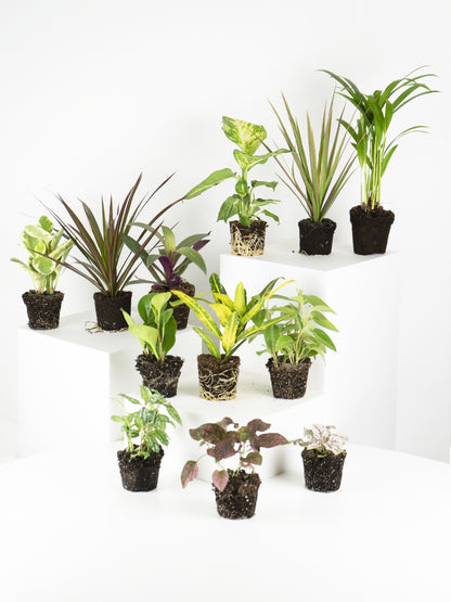 Pack De Mini Plantas - 6 Unidades