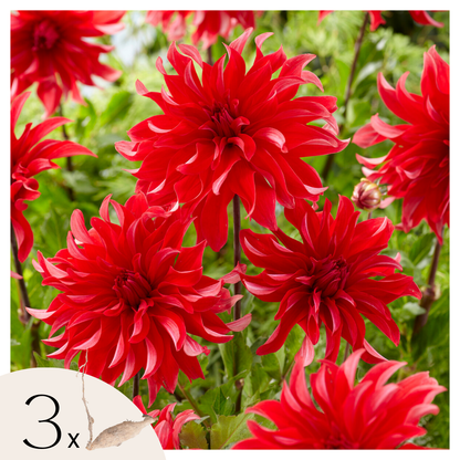 Tubérculos De Dalia - 3 Pzs - Dahlia 'labyrinth Red' - Rojo_0