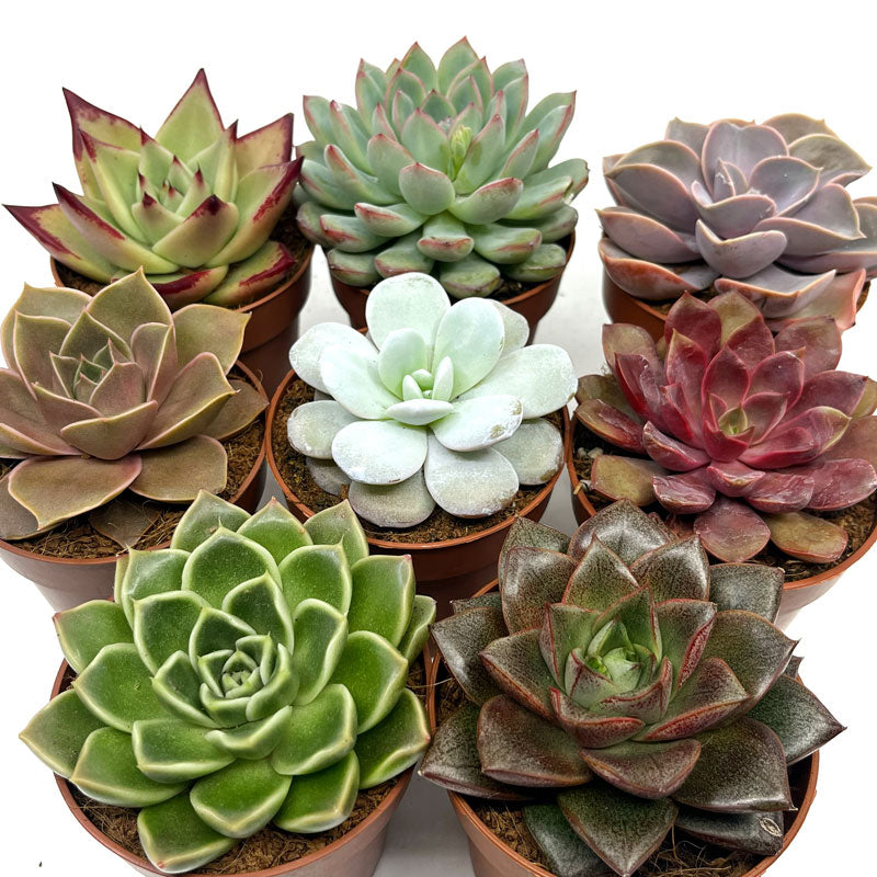 Colección 8 Echeverias Cactus Y Suculentas M8,5 cm Ø_0