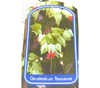 Clerodendrum Thomsionae M20 180-200cm (lágrimas De Cristo)_2