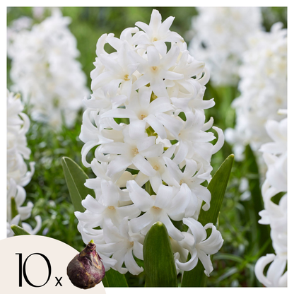 Jacinto - 10 Pzs - Hyacinthus 'carnegie' - Bulbos De Flores - Blanco