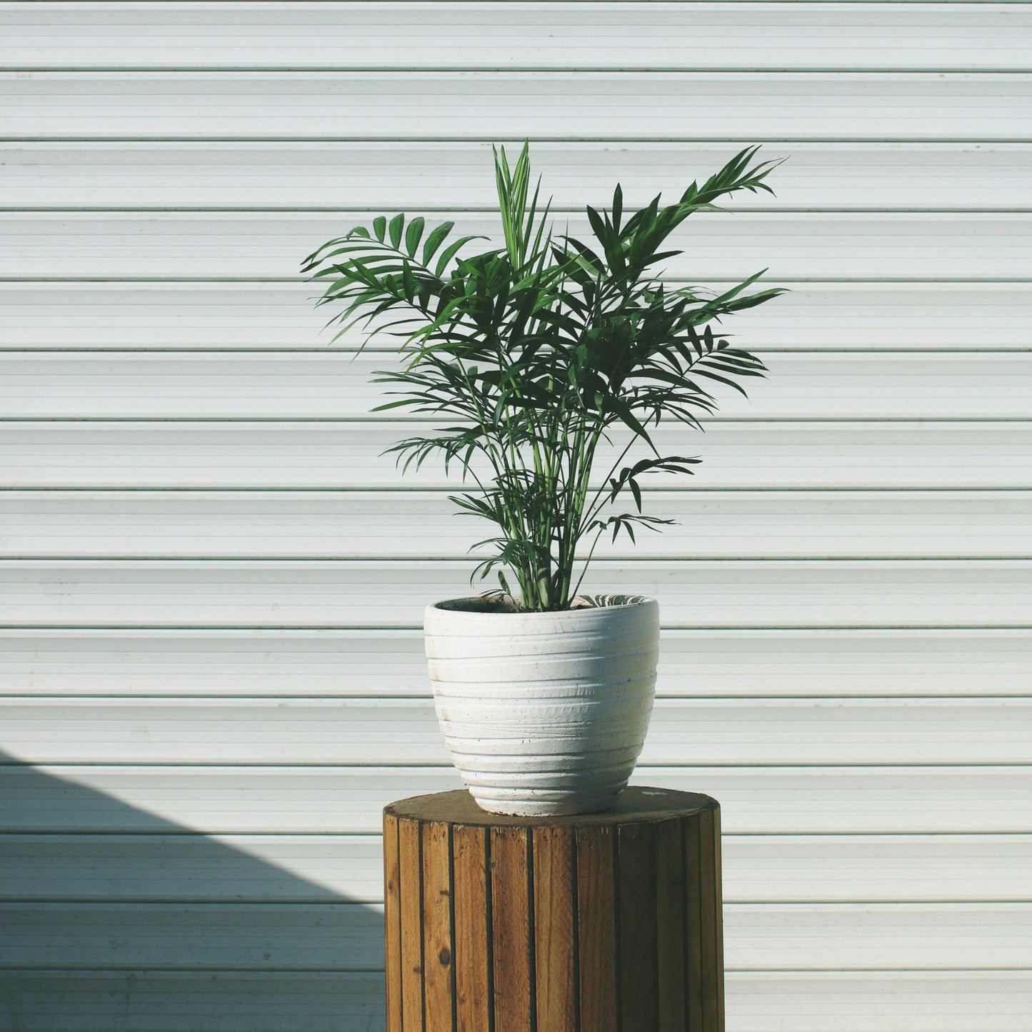 Pacaya - Palmera De Salón - 3 Pzs - Chamaedorea Elegans - Altura 30-40cm - ⌀12cm