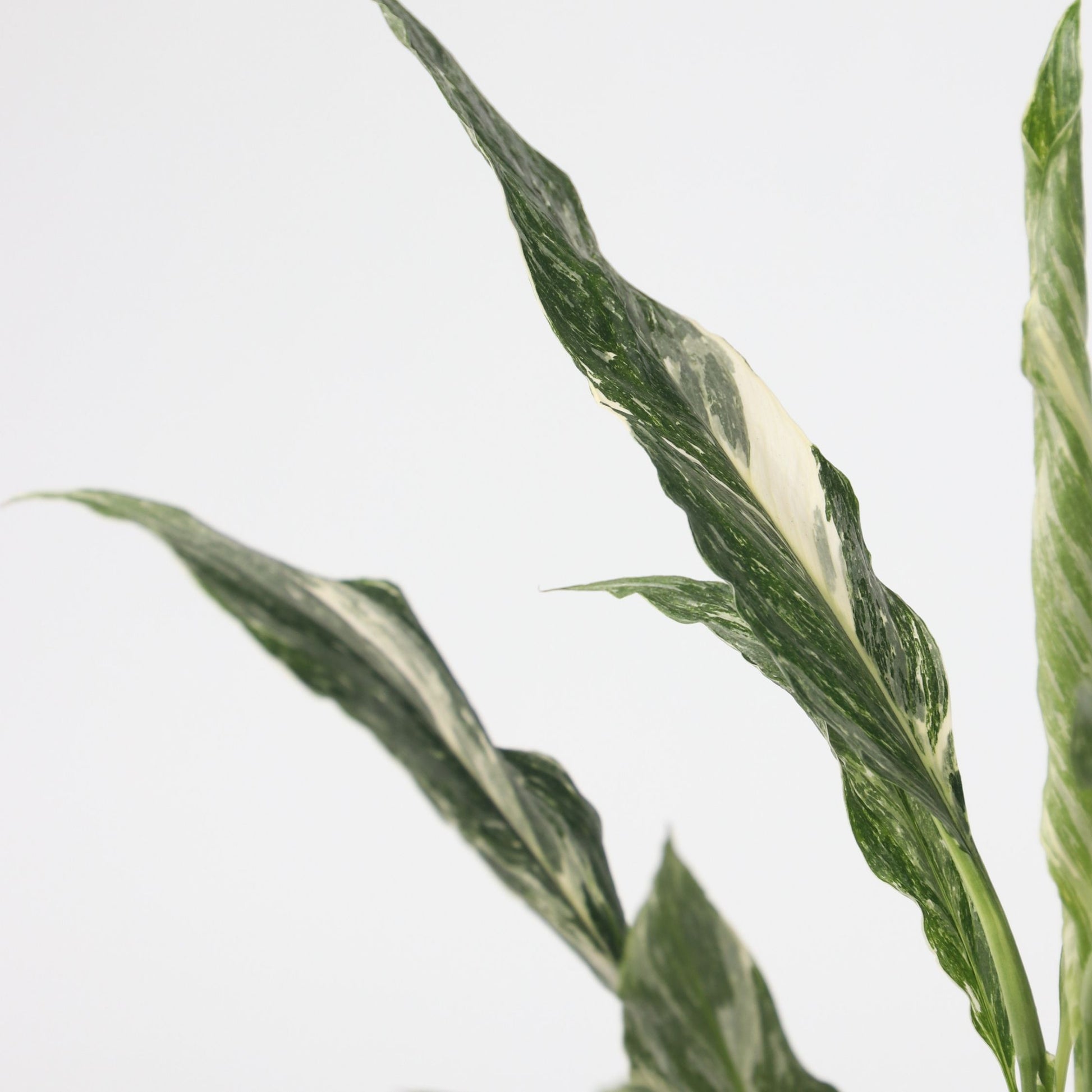 Flor De La Paz - 2 Pzs - Spathiphyllum 'diamond' - Altura 40-50cm - ⌀12cm