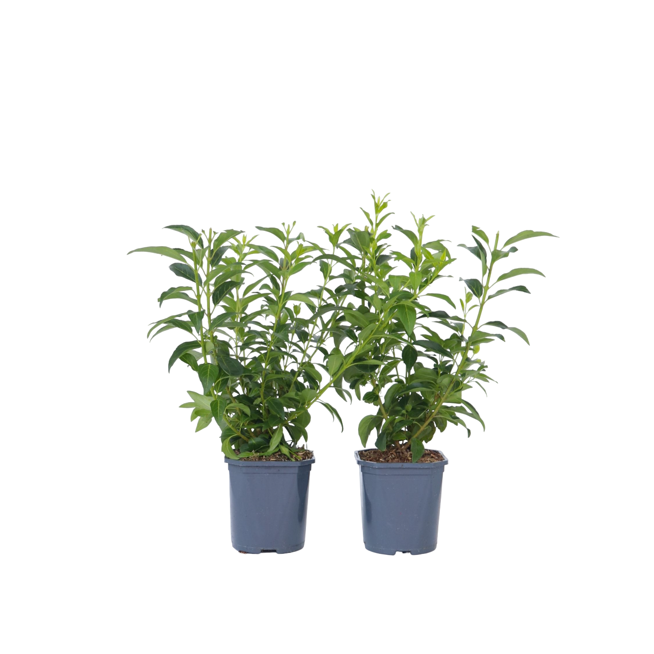 Campanita China - 4 Pzs - Forsythia Intermedia 'minigold' - A25-40cm - ⌀17cm_0