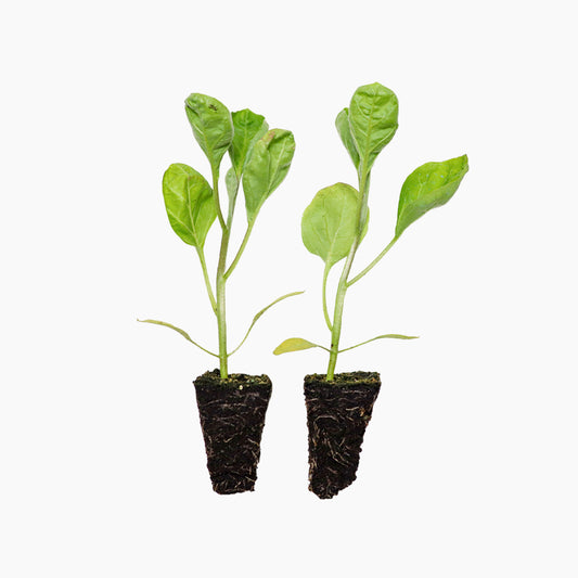 Plantón Berenjena Redonda Listada 6 Unidades - Plantabo_0