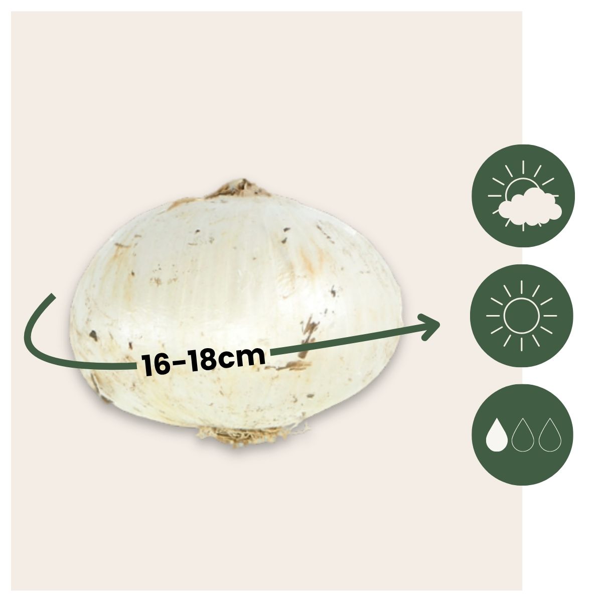 Bulbos De Allium - 40 Pzs - Allium Nectaroscordum - Bulbos De Flores