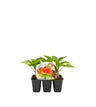 Pack Plantones Injertados Pimientos Pepper Mix 6 Ud. Natural - Fitoralia