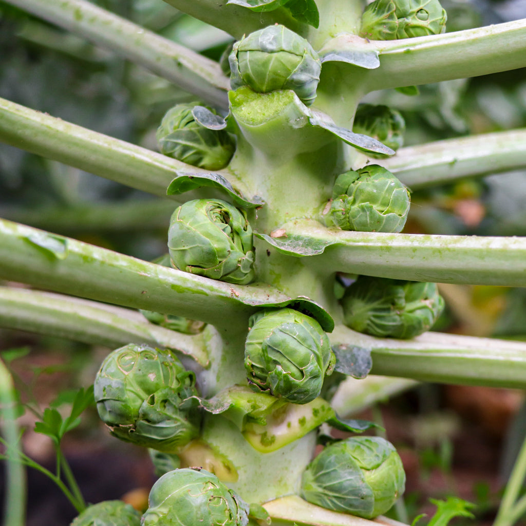 Plantón Coles De Bruselas - PlantaBo