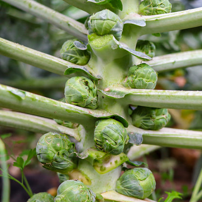 Plantón Coles De Bruselas - PlantaBo