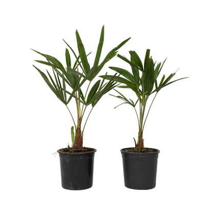 Palma De China - 2 Pzs - Trachycarpus Fortunei - Altura 35-45cm - ⌀15cm