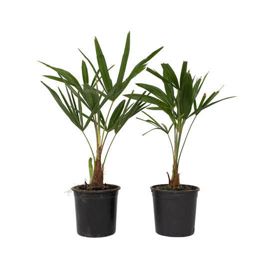 Palma De China - 2 Pzs - Trachycarpus Fortunei - Altura 35-45cm - ⌀15cm_0
