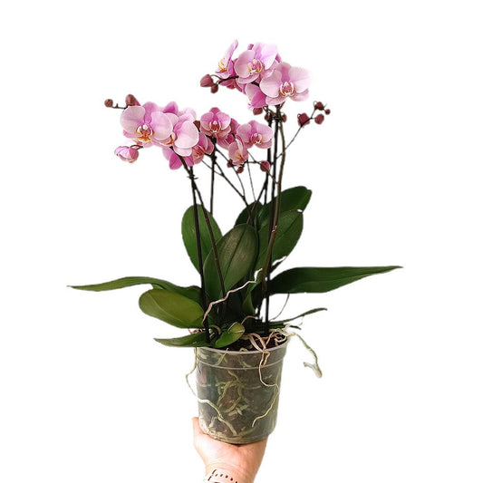 Phalaenopsis Flora Pink M15_0