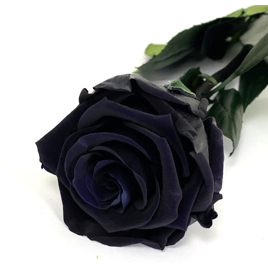 Mundo Eterno Rosa Preservada Negra 55cm_0