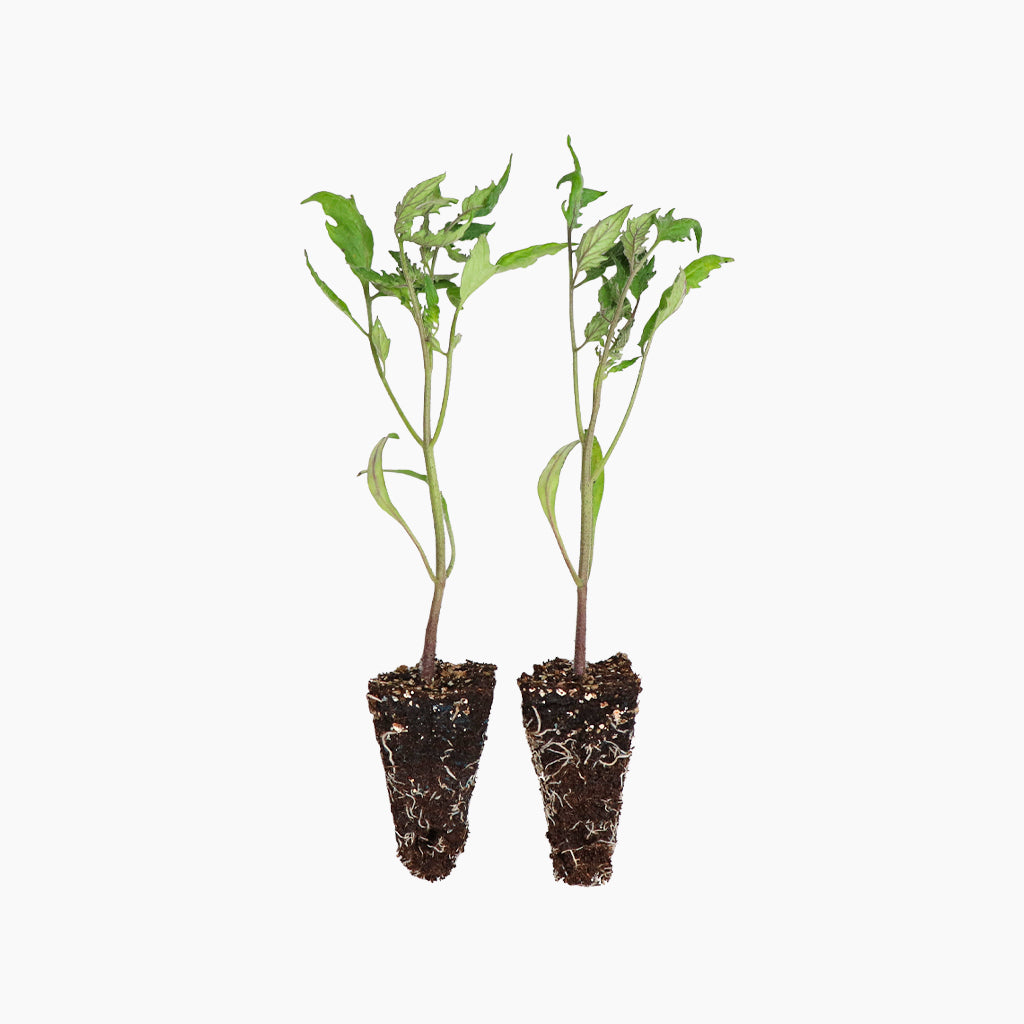 Plantón Tomate Bitxo - Plantabo