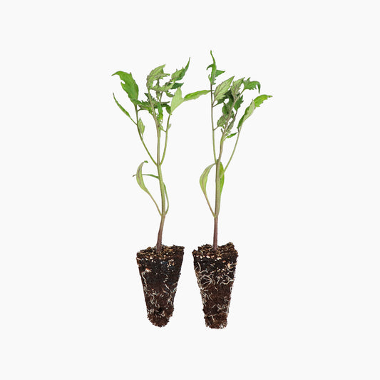 Plantón Tomate Bitxo - Plantabo